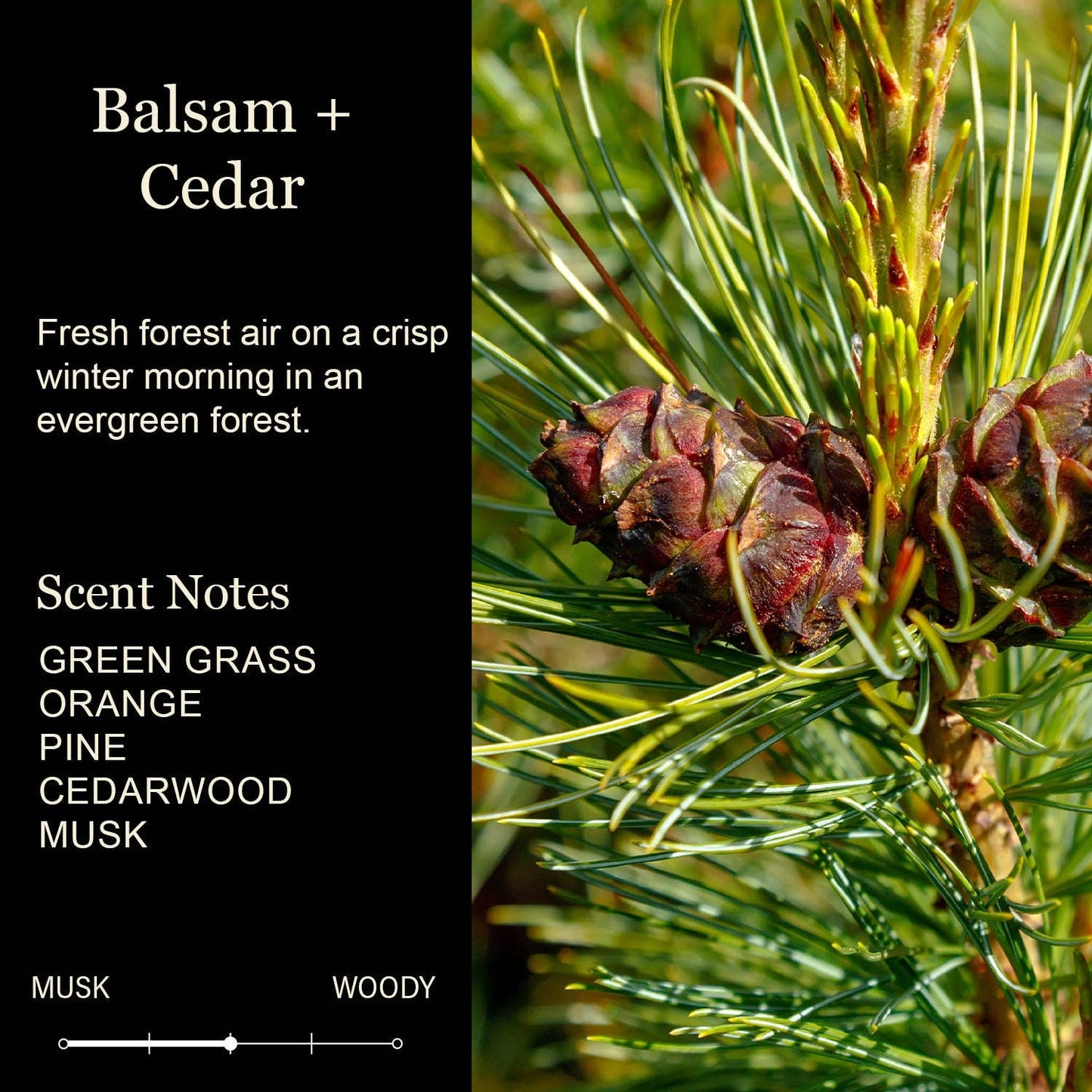 Christmas Candle - Merry Christmas To My Favorite Ho White